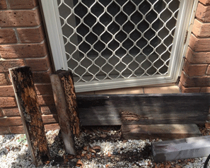 Termite Damage to timbers stored against the building