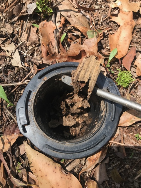 Most DIY Termite Bait kits are just timber there's no poison