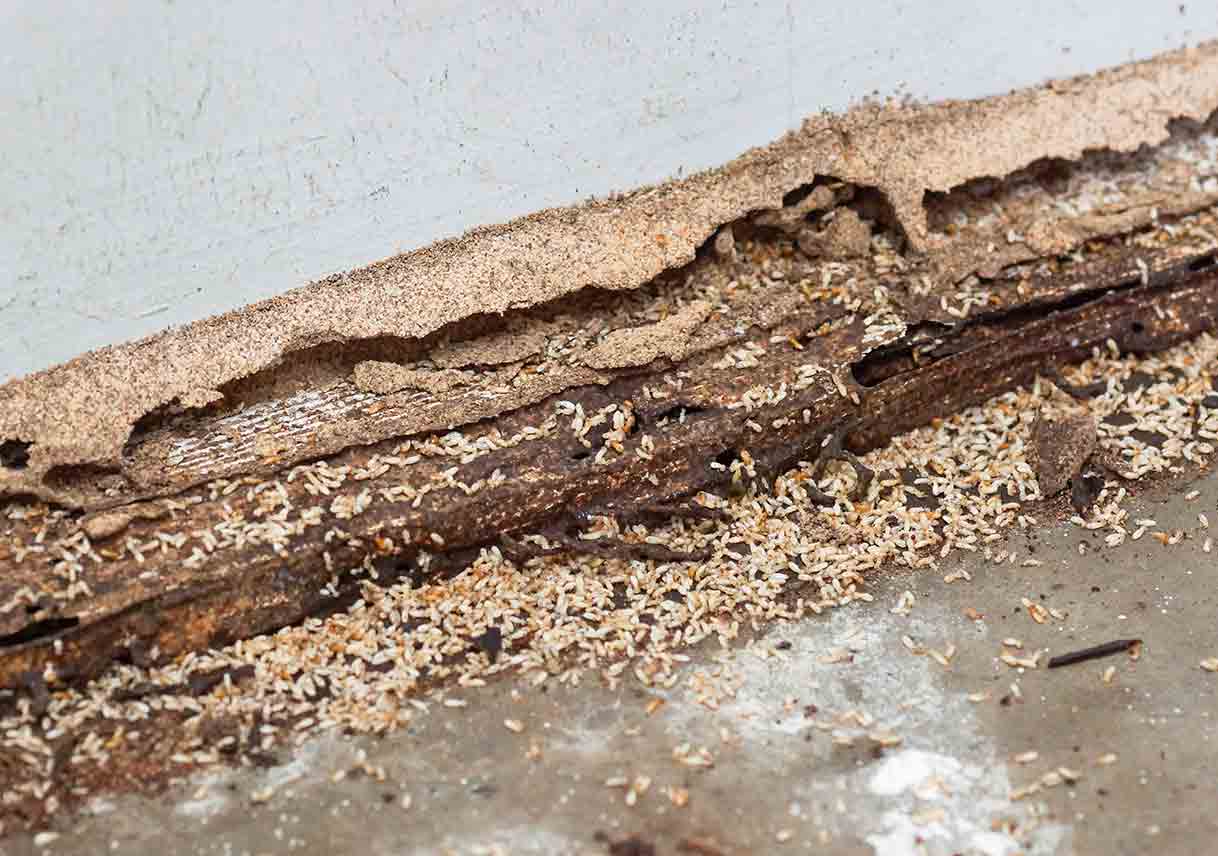 termites wood damage with pictures