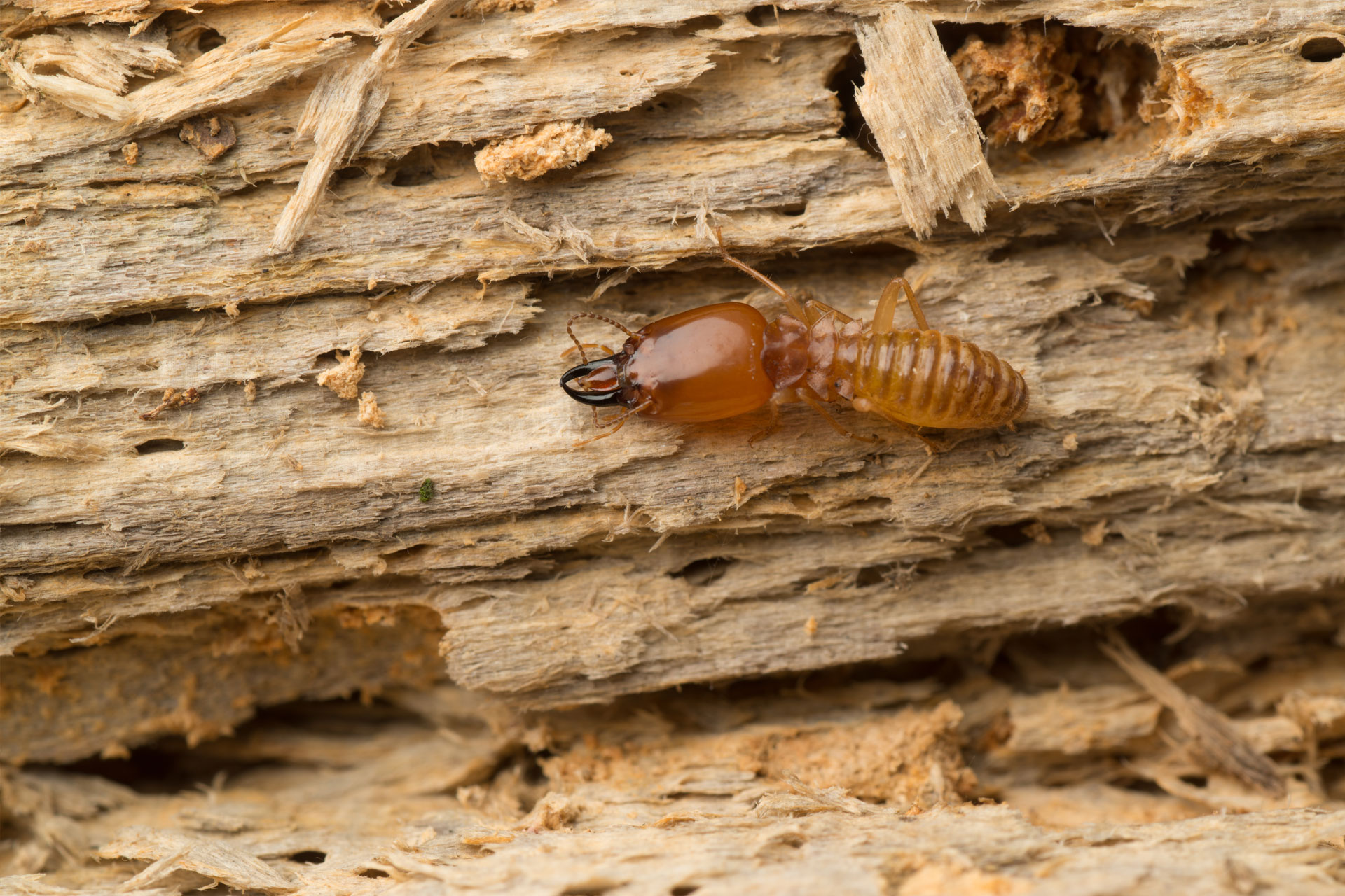 Termite-Damage. 