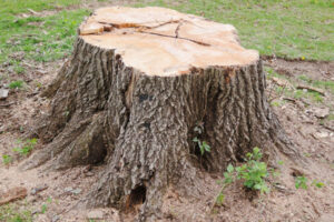 Termite prevention tips to identify termites in a tree stump Australia