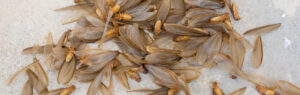 what do swarming termites look like