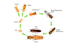 termite life cycle - Termicure Termite Baits