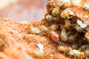 what do termites look like