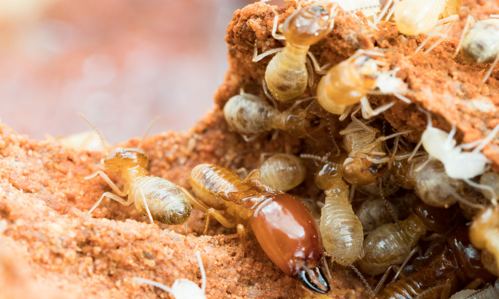 termite nest baiting