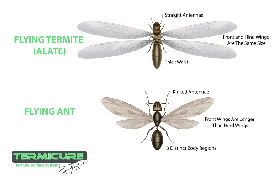 winged termites