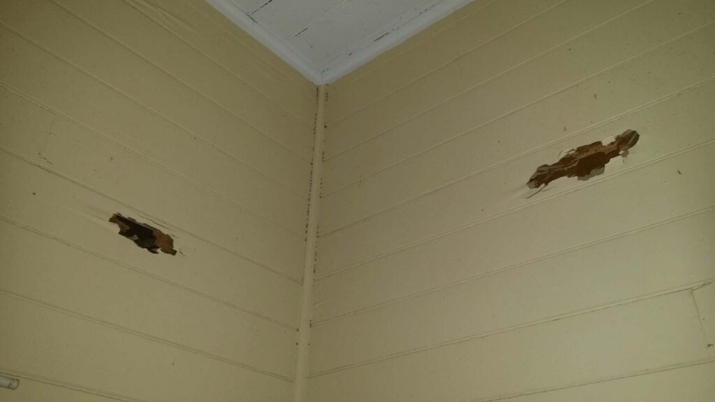 Termite wall damage in old Australian homes